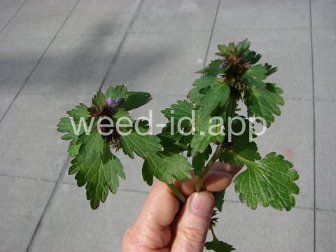 deadnettle, purple